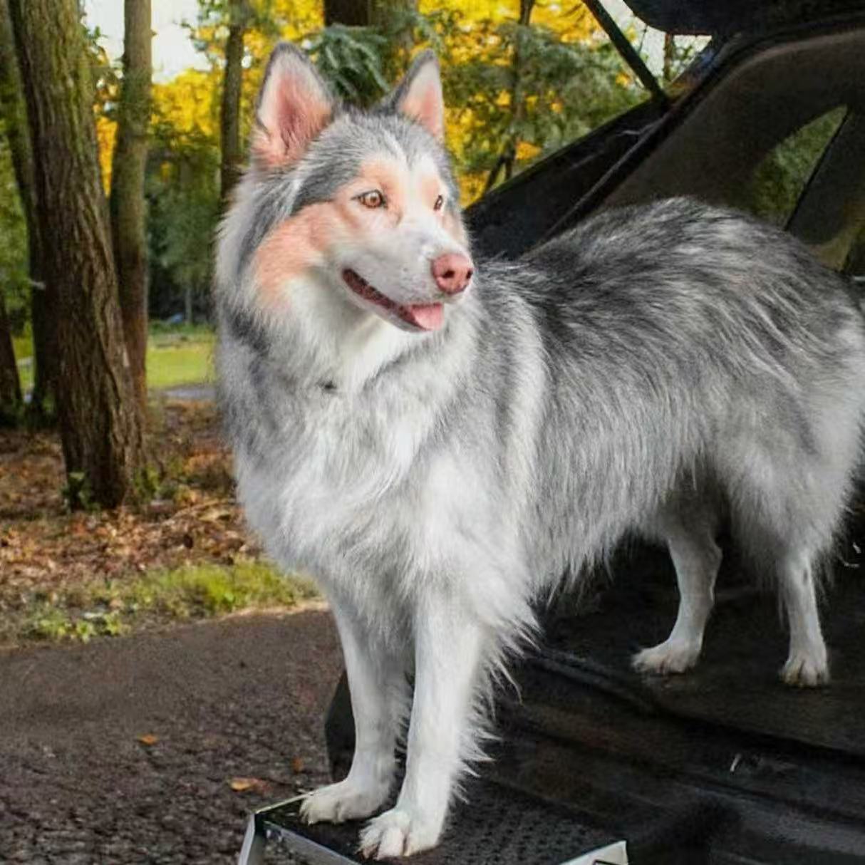 FURRYNOOK-Portable Pet Access Steps